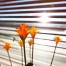 Karnisze, rolety, zasłony