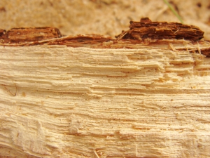 Niestandardowo kolorowe drewno