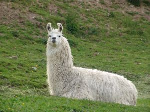 Lama