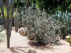 Maroko Marakesz Ogrody Majorelle